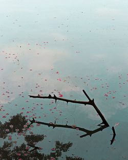 Low angle view of flowering plants against lake