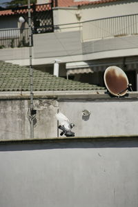 View of birds on wall