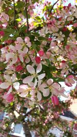 Low angle view of pink flowers