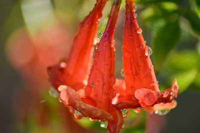 Close-up of wet red flower