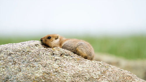 Close-up of squirrel on rock