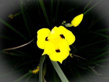 Close-up of yellow flowers