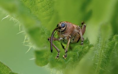 Close-up of insect on plant