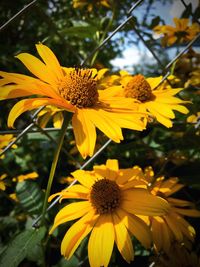 Close-up of yellow flowers blooming outdoors