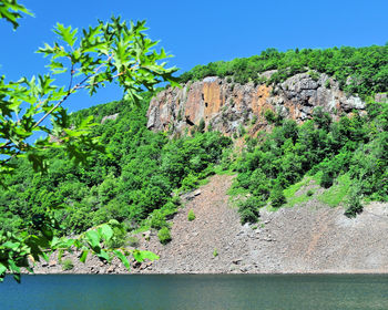 Plants and trees against clear blue sky