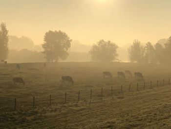 Horses in a field