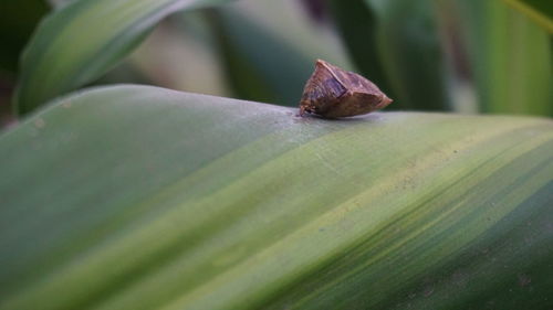 Close-up of crab on leaf