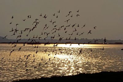 Flock of birds flying over sea against sky during sunset
