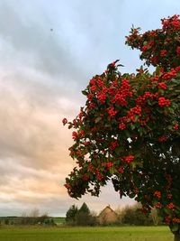 Red tree against sky