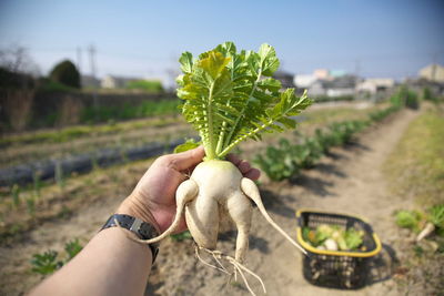 Close-up of woman hand holding leaf