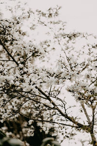 Close-up of cherry blossom against sky