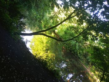 Low angle view of trees