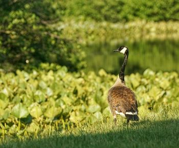 Bird on grassy field