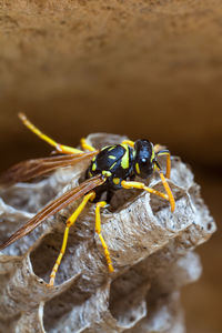 Female paper wasp building her nest