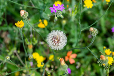 Close-up of flowering plants