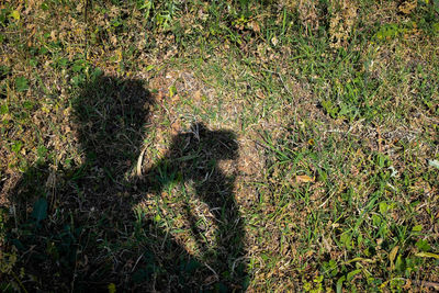 Shadow of tree on field