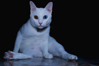 Portrait of white cat