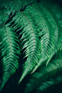 Close-up of fern leaves