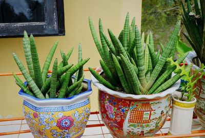 Close-up of potted plant on table