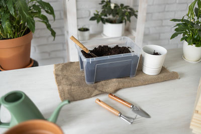 Potted plant on table