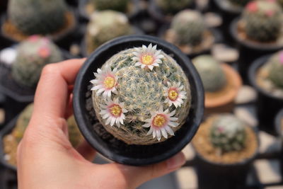 Cropped hand holding potted plant