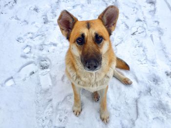 Portrait of dog on snow covered land