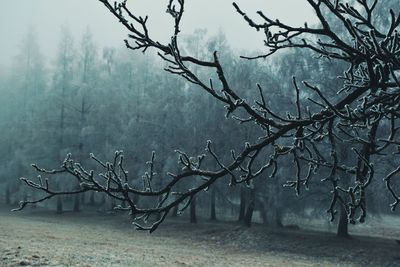 Bare tree in foggy weather during winter