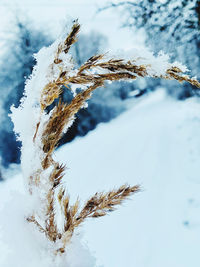Close-up of snow covered plant against sky