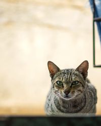 Portrait of tabby cat