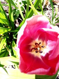 Close-up of bee on pink flower