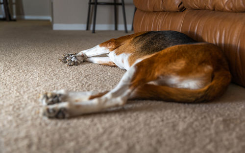 A large beagle hound mix breed dog is lying down resting leaving the bottoms of his feet exposed. 