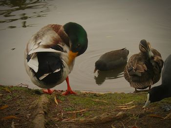 Ducks at lakeshore