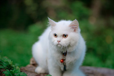 Portrait of white kitten