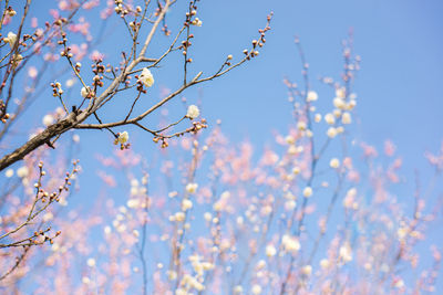 Low angle view of purple flowering plants against blue sky