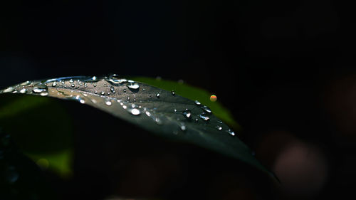 Dew drops on the leaves exposed to sunlight. selective focus, dark background