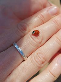 Close-up of human hand on twig with ladybug
