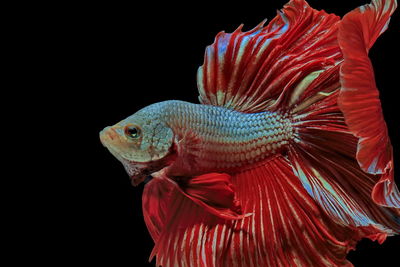 Siamese fighting fish, red fish, black background betta splendens, betta fish, halfmoon betta.