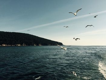 Seagulls flying over sea against sky