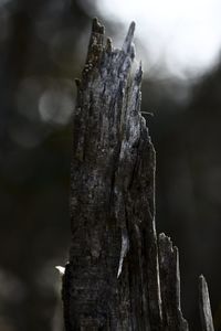 Close-up of tree trunk