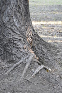 Close-up of tree trunk