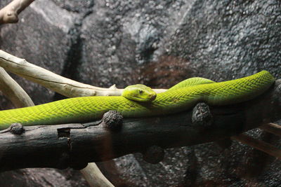 Close-up of green lizard