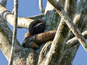 Low angle view of monkey on tree