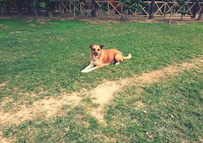 High angle view of dog on field