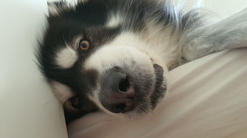 Close-up portrait of a dog