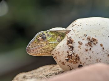 Close-up of lizard on rock