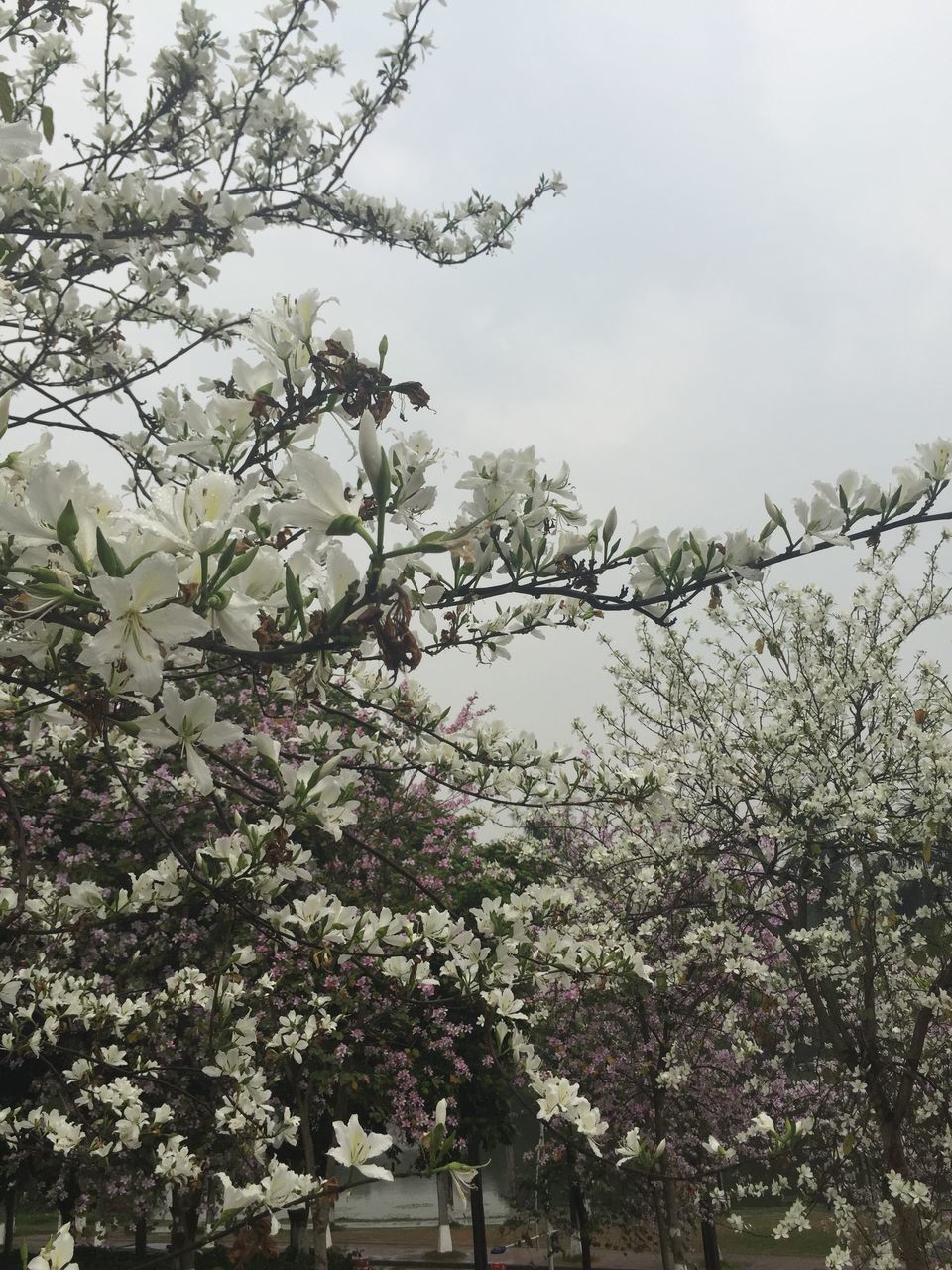 tree, branch, low angle view, growth, building exterior, built structure, architecture, flower, nature, sky, beauty in nature, day, outdoors, no people, clear sky, blossom, house, freshness, bare tree, plant