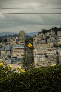 Yellow flowering plants by buildings against sky