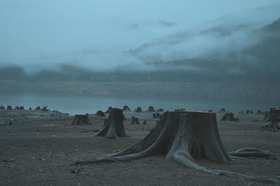 Tree stumps on field during foggy weather
