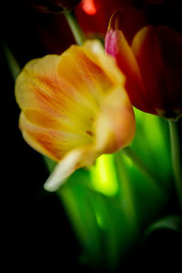 Close-up of yellow flower