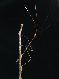 Close-up of leaf against black background